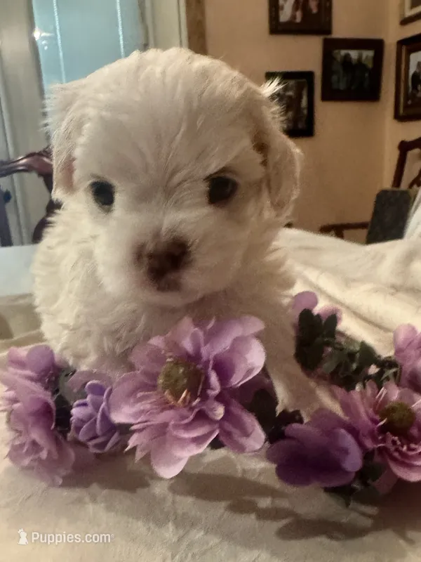 Zion – Maltese puppy for sale in Live Oak, FL