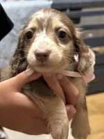 Josie, a female Miniature Dachshund for sale in Live Oak, FL – 3 of 3