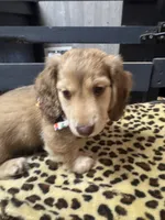 Ryker, a male Dachshund for sale in Live Oak, FL – 2 of 4