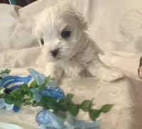 Micha, a male Maltese for sale in Live Oak, FL – 2 of 4
