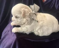Zion, a male Maltese for sale in Live Oak, FL – 1 of 3