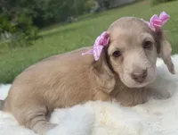 Fancy, a female Dachshund for sale in Live Oak, FL – 3 of 4