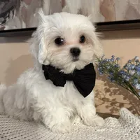Zion, a male Maltese for sale in Live Oak, FL – 2 of 4