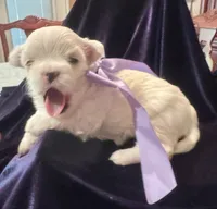 Micha, a male Maltese for sale in Live Oak, FL – 3 of 3
