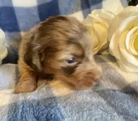 Lokie, a male Miniature Dachshund for sale in Live Oak, FL – 7 of 7