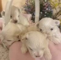 Rosalia , a female Maltese for sale in Live Oak, FL – 4 of 4