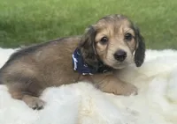 Sailoor, a male Dachshund for sale in Live Oak, FL – 3 of 3