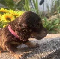 jaycee, a female Miniature Dachshund for sale in Live Oak, FL – 2 of 4
