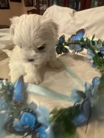 Micha, a male Maltese for sale in Live Oak, FL – 4 of 4