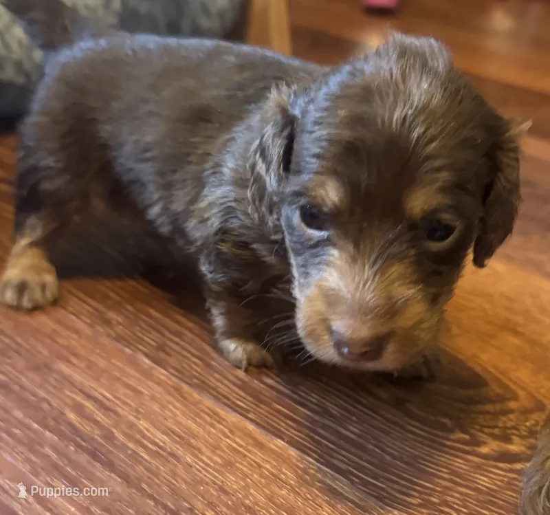 Jolie – Miniature Dachshund puppy for sale in Live Oak, FL