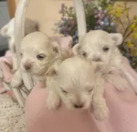 Arabella, a female Maltese for sale in Live Oak, FL – 4 of 6