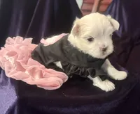 Arabella, a female Maltese for sale in Live Oak, FL – 3 of 6