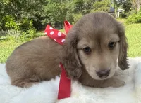 Fritzy, a male Dachshund for sale in Live Oak, FL – 2 of 3