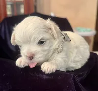 Zion, a male Maltese for sale in Live Oak, FL – 2 of 3
