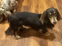 Jolie, a female Miniature Dachshund for sale in Live Oak, FL – 6 of 6
