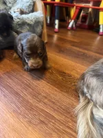 Joelle, a female Miniature Dachshund for sale in Live Oak, FL – 2 of 6