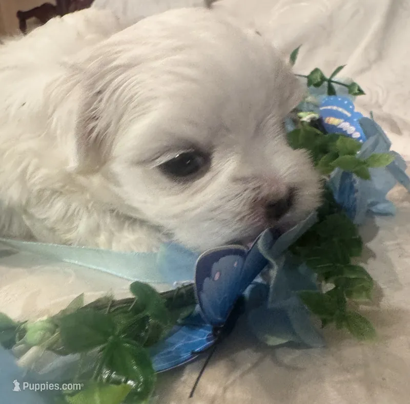 Micha – Maltese puppy for sale in Live Oak, FL