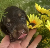 Joelle, a female Miniature Dachshund for sale in Live Oak, FL – 4 of 6