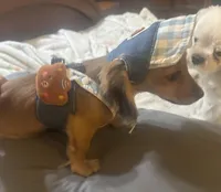 Cash, a male Miniature Dachshund for sale in Live Oak, FL – 1 of 3