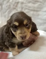Sully, a male Miniature Dachshund for sale in Live Oak, FL – 2 of 3