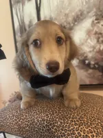 Fritzy, a male Dachshund for sale in Live Oak, FL – 2 of 6
