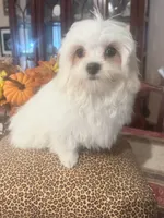 Barney, a male Maltese for sale in Live Oak, FL – 6 of 6