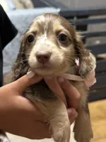Josie, a female Miniature Dachshund for sale in Live Oak, FL – 2 of 3