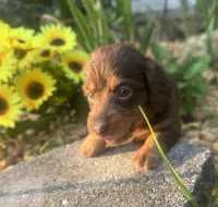 Jolene, a female Miniature Dachshund for sale in Live Oak, FL – 3 of 3