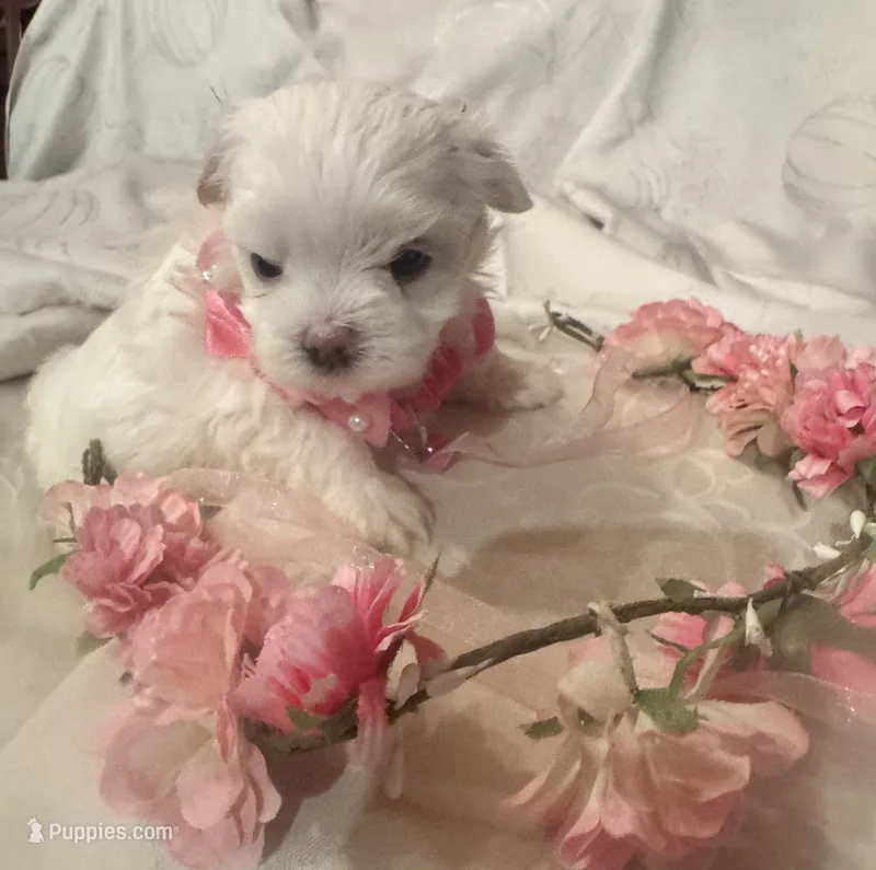 Rosalia  – Maltese puppy for sale in Live Oak, FL
