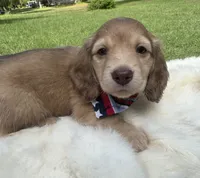 Ryker, a male Dachshund for sale in Live Oak, FL – 2 of 5