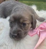 Blue Belle, a female Dachshund for sale in Live Oak, FL – 3 of 4
