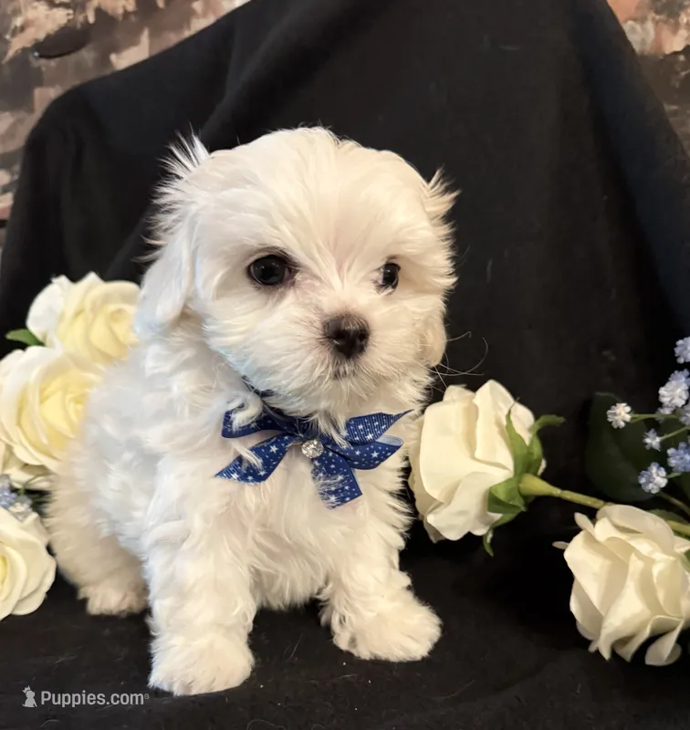 Micha – Maltese puppy for sale in Live Oak, FL