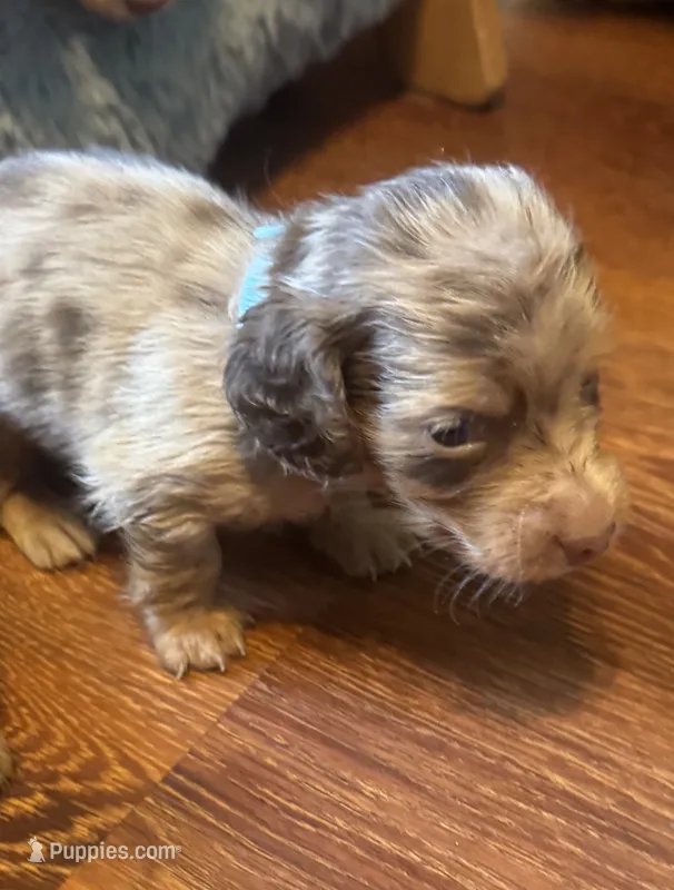 Lokie – Miniature Dachshund puppy for sale in Live Oak, FL