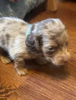 Lokie, a male Miniature Dachshund for sale in Live Oak, FL – 1 of 7