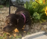 jaycee, a female Miniature Dachshund for sale in Live Oak, FL – 4 of 4