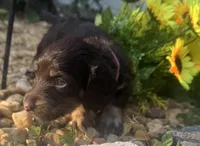 jaycee, a female Miniature Dachshund for sale in Live Oak, FL – 3 of 4
