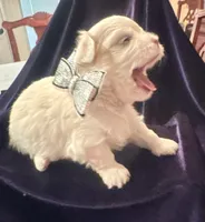 Zion, a male Maltese for sale in Live Oak, FL – 3 of 3