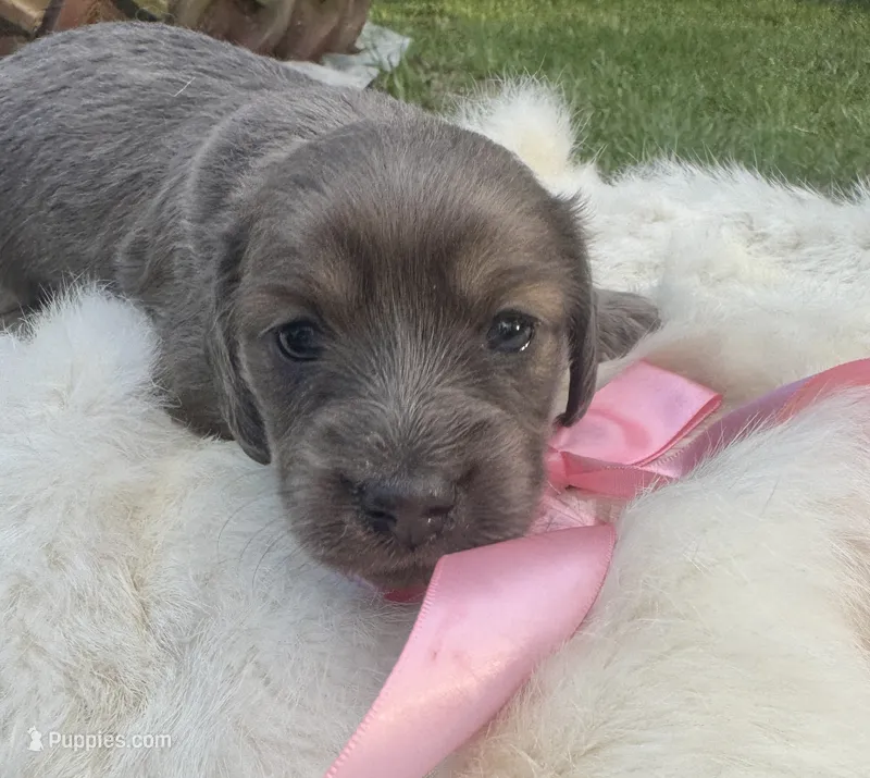 Blue Belle – Dachshund puppy for sale in Live Oak, FL