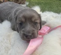 Blue Belle, a female Dachshund for sale in Live Oak, FL – 1 of 4