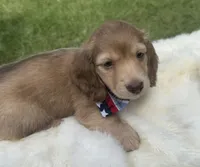 Ryker, a male Dachshund for sale in Live Oak, FL – 1 of 5