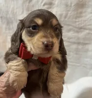 Sully, a male Miniature Dachshund for sale in Live Oak, FL – 3 of 3