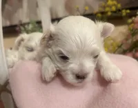 Rosalia , a female Maltese for sale in Live Oak, FL – 3 of 4