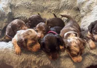 Jolie, a female Miniature Dachshund for sale in Live Oak, FL – 2 of 6