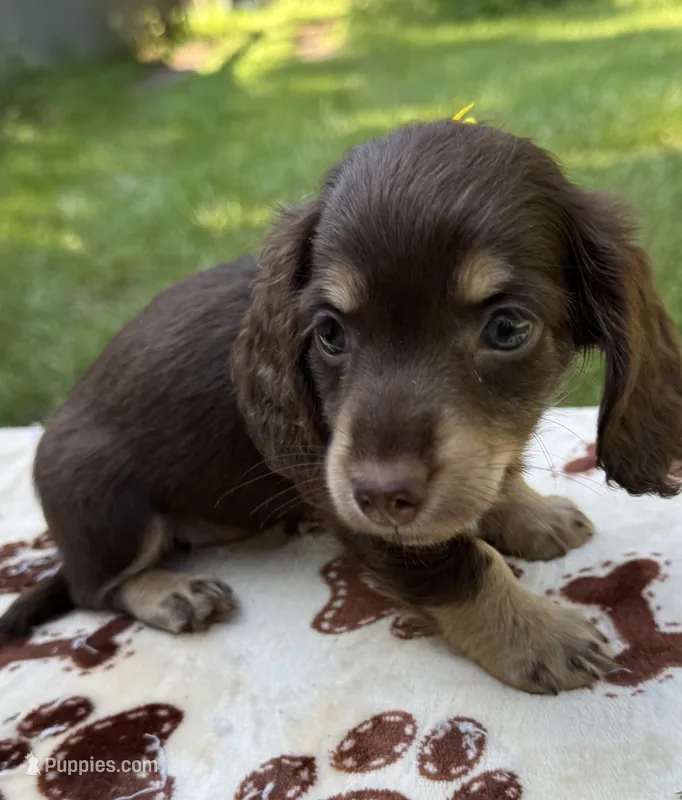 Joelle – Miniature Dachshund puppy for sale in Live Oak, FL