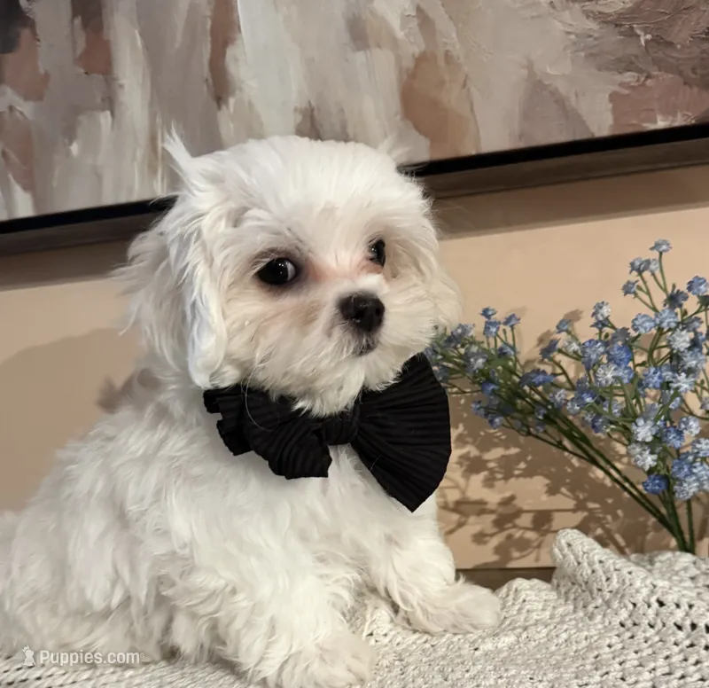 Zion – Maltese puppy for sale in Live Oak, FL