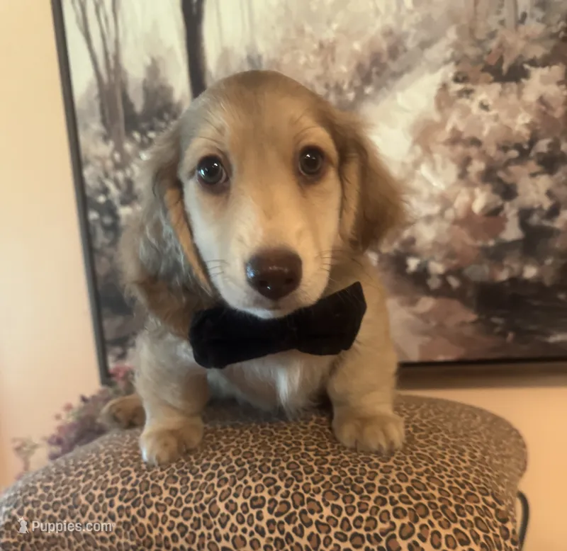 Fritzy – Dachshund puppy for sale in Live Oak, FL