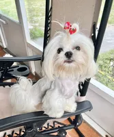 Arabella, a female Maltese for sale in Live Oak, FL – 6 of 6