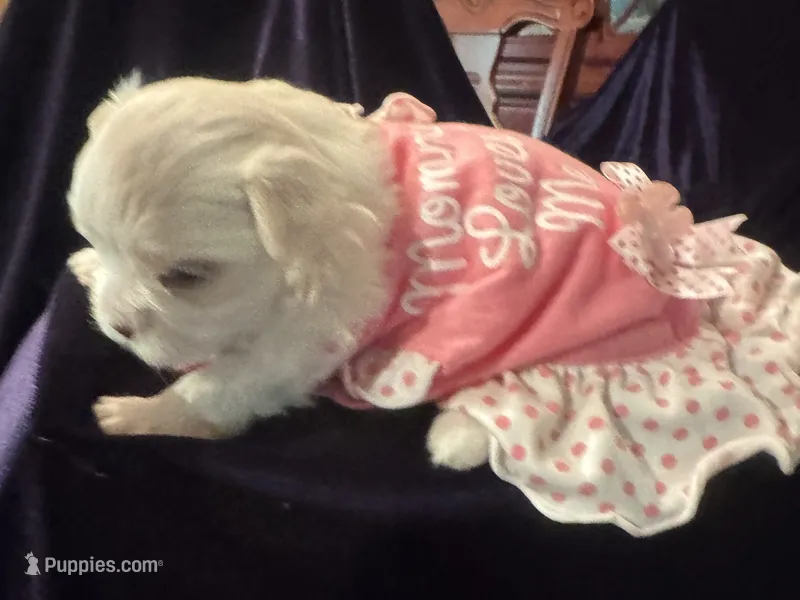Rosalia  – Maltese puppy for sale in Live Oak, FL