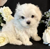 Zion, a male Maltese for sale in Live Oak, FL – 4 of 4