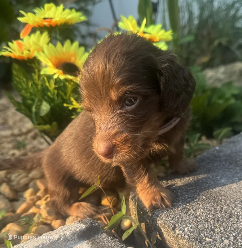Josie – Miniature Dachshund puppy for sale in Live Oak, FL